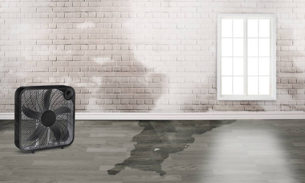 Best Water damage restoration near me  in Eureka, MT
